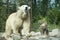 Roaring polar bear with cub (captive)