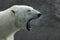 Roaring Polar Bear (Ursus maritimus)