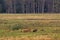 Roaring red deer with does at clearing in the forest in Eastern Germany