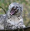 Roaring Snow leopard Unica unica