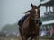 Roaring Thunder in the Preakness Stakes