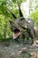 Roaring Triceratops