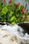 roaring water in a river with stones in the way and many blur red flowers in the back