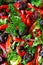 Roast red peppers and mushroom salad close up