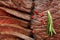 Roasted beef steaks, close up and selective focus