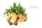 Roasted black tiger prawns on rocket salad, closeup shot isolate