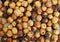 Roasted Chickpea Roasted Gram Roasted chana Roasted Kabuli Chana dried seeds heap closeup image photo