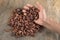 Roasted cocoa beans in man\'s hand