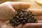 Roasted coffee beans on hand for espresso coffee mugs,black seed coffee on wooden floor background,coffee morning,selective focus