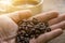 Roasted coffee beans on hand for espresso coffee mugs,black seed coffee on wooden floor background,coffee morning,selective focus