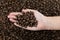 Roasted coffee beans on little hand with roasted coffee beans background