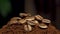 Roasted coffee beans on pile of ground coffee