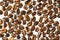 Roasted coffee beans on white milk background. Coffee beans in milk. Top view macro shot of arabica, robusta and iberica coffee se