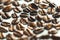 Roasted coffee beans on white milk background. Coffee beans in milk. Top view macro shot of arabica, robusta and iberica coffee se