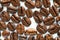 Roasted coffee beans on white milk background. Coffee beans in milk. Top view macro shot of arabica, robusta and iberica coffee se