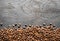 Roasted coffee beans on wooden table. Top view.