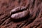 Roasted detailed tasty coffee bean with natural wooden background