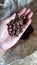 roasted Indonesian coffee beans