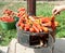 Roasting red paprika for winter provisions