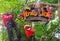 Roatan, Honduras - January 10, 2014: Welcome sign at jungle zipline adventure or canopy tour at Roatan, Honduras