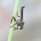 Robbber fly, Tolmerus atricapillus