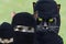 Robber cat family