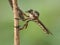 The robber flies