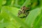 Robber flies catch damselfly as prey