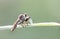 Robber flies  , Insecta : Diptera : Asilidae , .Insect speciesPredators Draining liquid from the victim`s stomach against a