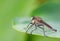 Robber flies Insecta: Diptera: Asilidae , The killer fly stands on a leaf against a blurred light green background