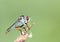 Robber flies Insecta :  Diptera , Asilidae , A predator fly standing on a branch, sucking liquid from its prey against a light