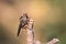 Robber flies (Insecta: Diptera: Asilidae)   A predatory insect standing on a branch