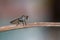 Robber flies Insecta: Diptera: Asilidae , predatory insects perch on the branches in nature with a blurred background