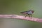 Robber flies Insecta: Diptera: Asilidae , Predatory insects perch on branches, sucking liquids from their prey, small white