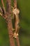 Robber flies mating, Aarey Milk Colony , INDIA