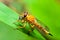 Robber fly