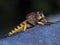 Robber Fly