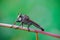 Robber Fly