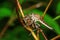 Robber fly, Aarey Milk Colony , INDIA