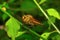 Robber fly, Aarey Milk Colony , INDIA