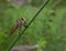 Robber fly in this afternoon