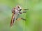 Robber fly alone