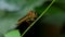 Robber Fly Asilidae is natural enemies of insect pest on branch in tropical rain forest.