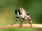 A Robber Fly Asilidae Perched On A Twig