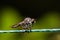 Robber Fly, assassin fly Asilidae