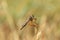 Robber fly or assassin fly , Asilidae family