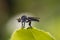 Robber fly or assassin fly (asilidae) resting on a leaf