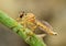 Robber Fly Or Assassin Fly Macro Bokeh Background