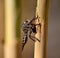 Robber fly with bee under its claws