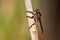 Robber fly on cane stalk